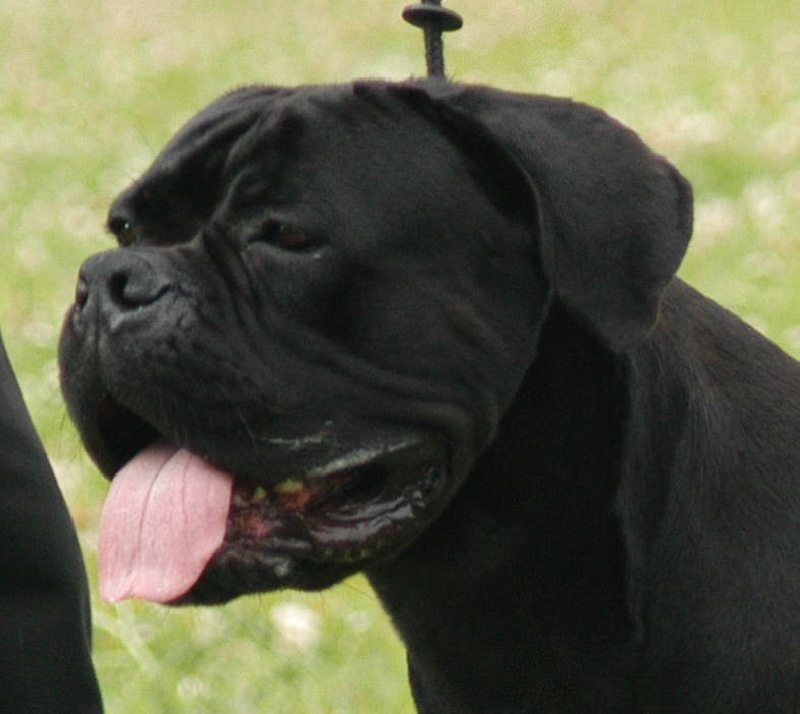 CH. Marvin (black marvin) (Sans Affixe)