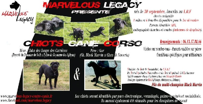 Chiots disponibles à la réservation