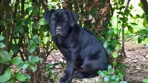 Marvelous Legacy - Cane Corso - Portée née le 30/09/2016