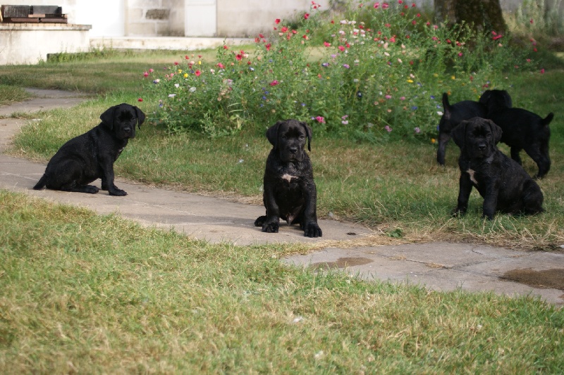 Marvelous Legacy - Cane Corso - Portée née le 09/06/2012