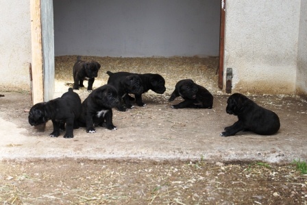 Marvelous Legacy - Cane Corso - Portée née le 15/05/2011
